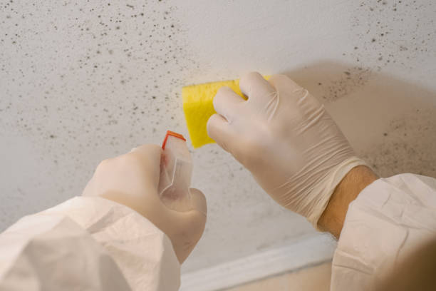 Best Mold Removal for HVAC Installations  in Heyville, AL
