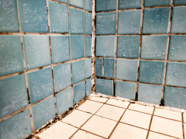 Environmental Consulting for Mold Prevention in Haleyville, AL